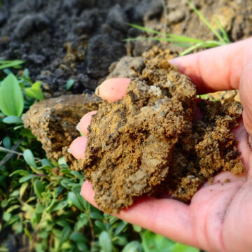 જમીનની ફળદ્રુપતા વધારવામાં સેન્દ્રીય કાર્બનનું મુખ્ય યોગદાન