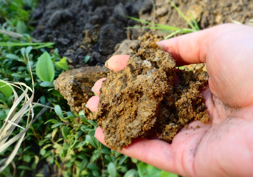 જમીનની ફળદ્રુપતા વધારવામાં સેન્દ્રીય કાર્બનનું મુખ્ય યોગદાન