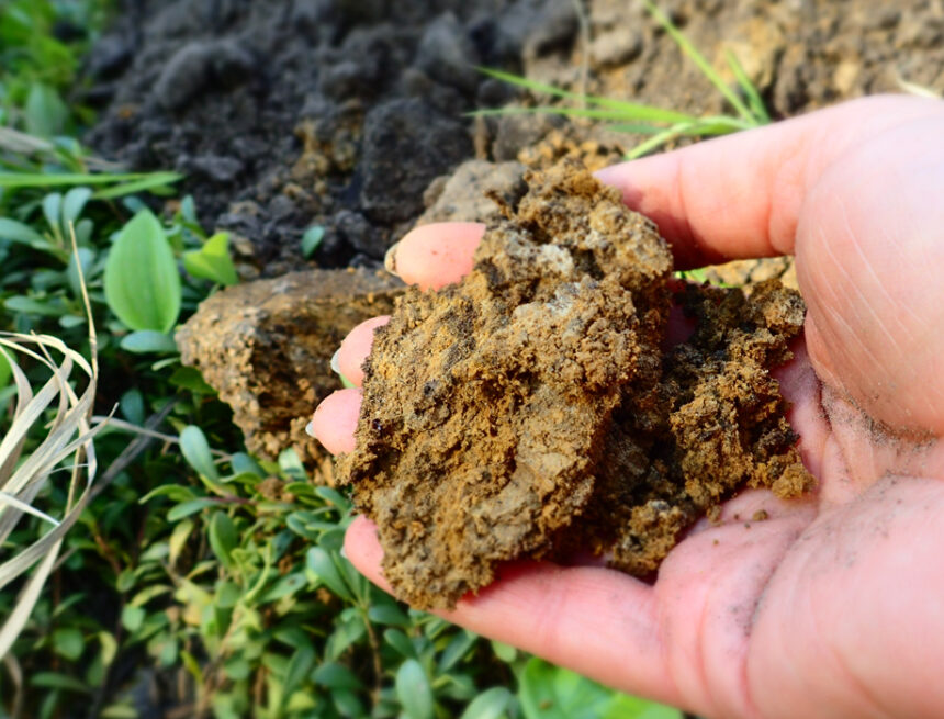 જમીનની ફળદ્રુપતા વધારવામાં સેન્દ્રીય કાર્બનનું મુખ્ય યોગદાન