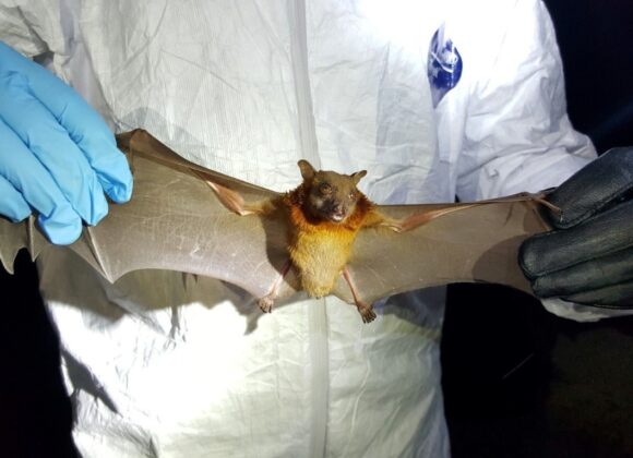 Scientists find new ‘brain-inflaming’ bat viruses in China