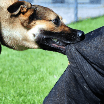 અમદાવાદમાં રખડતા શ્વાનોનો ત્રાસ ચરમસીમાએ, ચાર મહિને 20,000 ડોગ બાઈટના કેસ સામે આવ્યા