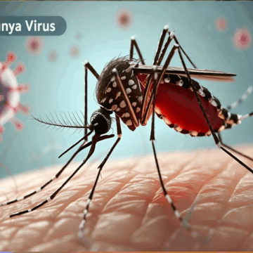 WHO ની ચેતવણી: 119 દેશોમાં ચિકનગુનિયા વાયરસનો ખતરો, 5.6 અબજ લોકો જોખમમાં