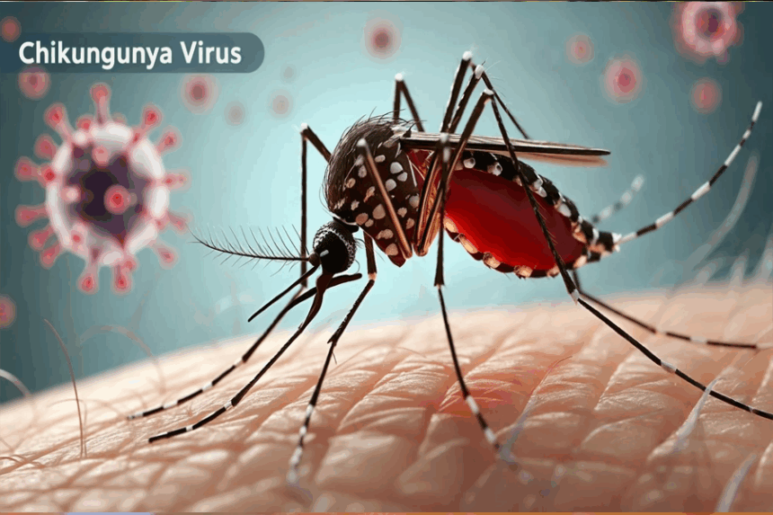 WHO ની ચેતવણી: 119 દેશોમાં ચિકનગુનિયા વાયરસનો ખતરો, 5.6 અબજ લોકો જોખમમાં