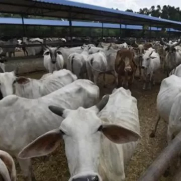 થોળ ગૌશાળામાં બેદરકારીનો ભોગ: કાદવમાં ફસાઈ 20થી વધુ ગાયોના મોત, સંચાલન પર ગંભીર આક્ષેપો