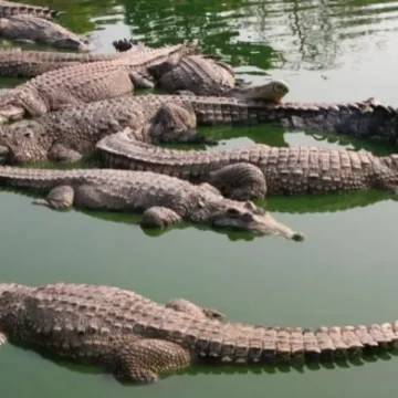 વડોદરામાં મગરના હુમલાથી વર્ષમાં 8ના મોત, રાજ્ય સરકારે ચૂકવ્યું રૂ. 65 લાખ વળતર