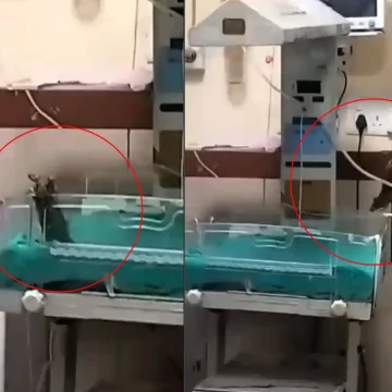 MPમાં નવજાત બાળકોના મૃત્યુ મામલે રાહુલ ગાંધી ભડક્યા, હોસ્પિટલની બેદરકારી પર પ્રહાર