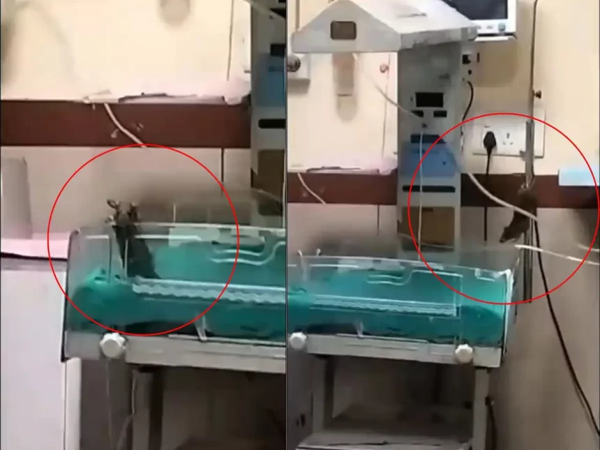 MPમાં નવજાત બાળકોના મૃત્યુ મામલે રાહુલ ગાંધી ભડક્યા, હોસ્પિટલની બેદરકારી પર પ્રહાર